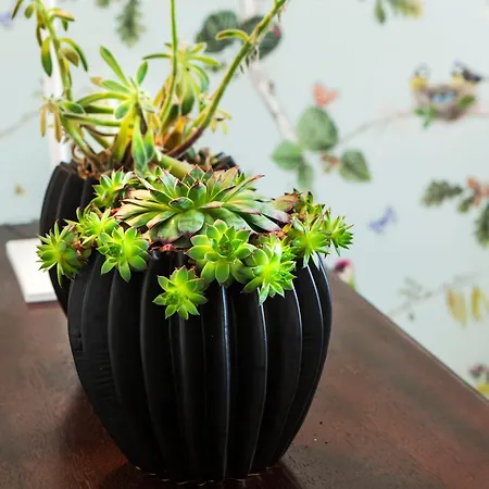 Vintage Charming House Ponta Delgada